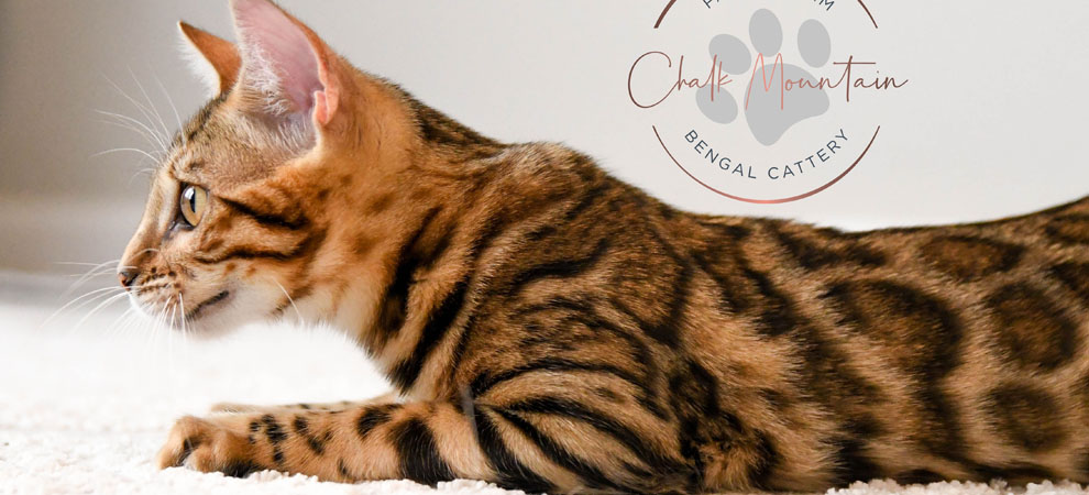 Bengal kittens for sale or adoption in texas